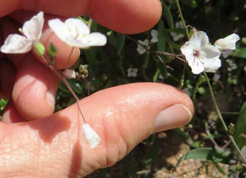 Imagem de Heliophila amplexicaulis L. fil.