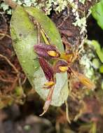 Image of Acianthera geminicaulina (Ames) Pridgeon & M. W. Chase