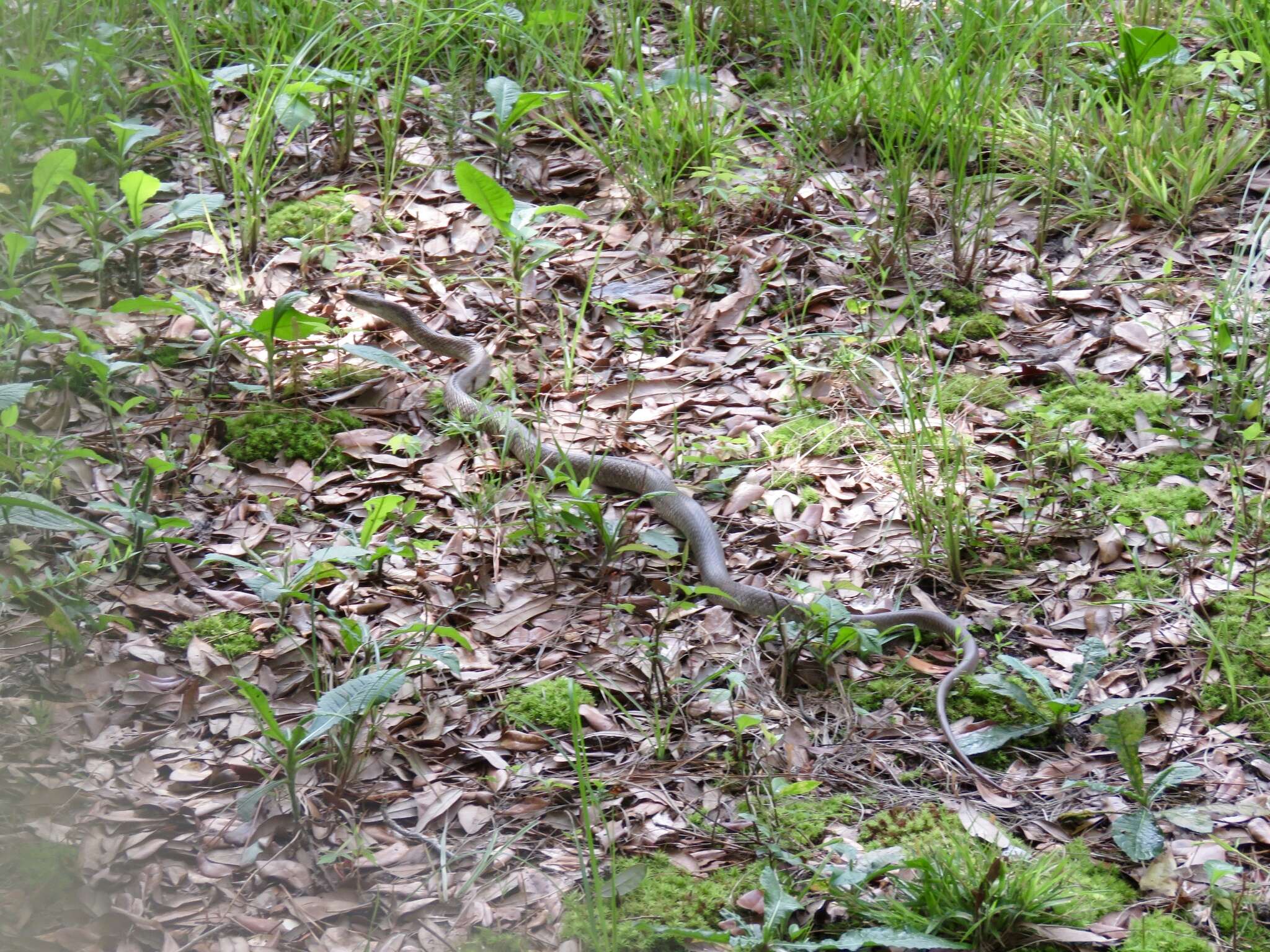 Image of Coluber constrictor etheridgei Wilson 1970