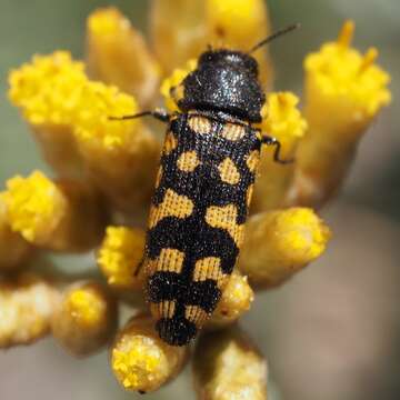 Image of Acmaeodera quadrifasciata prunneri Spinola 1838