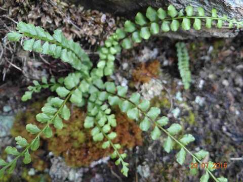 Plancia ëd Asplenium adulterinum Milde