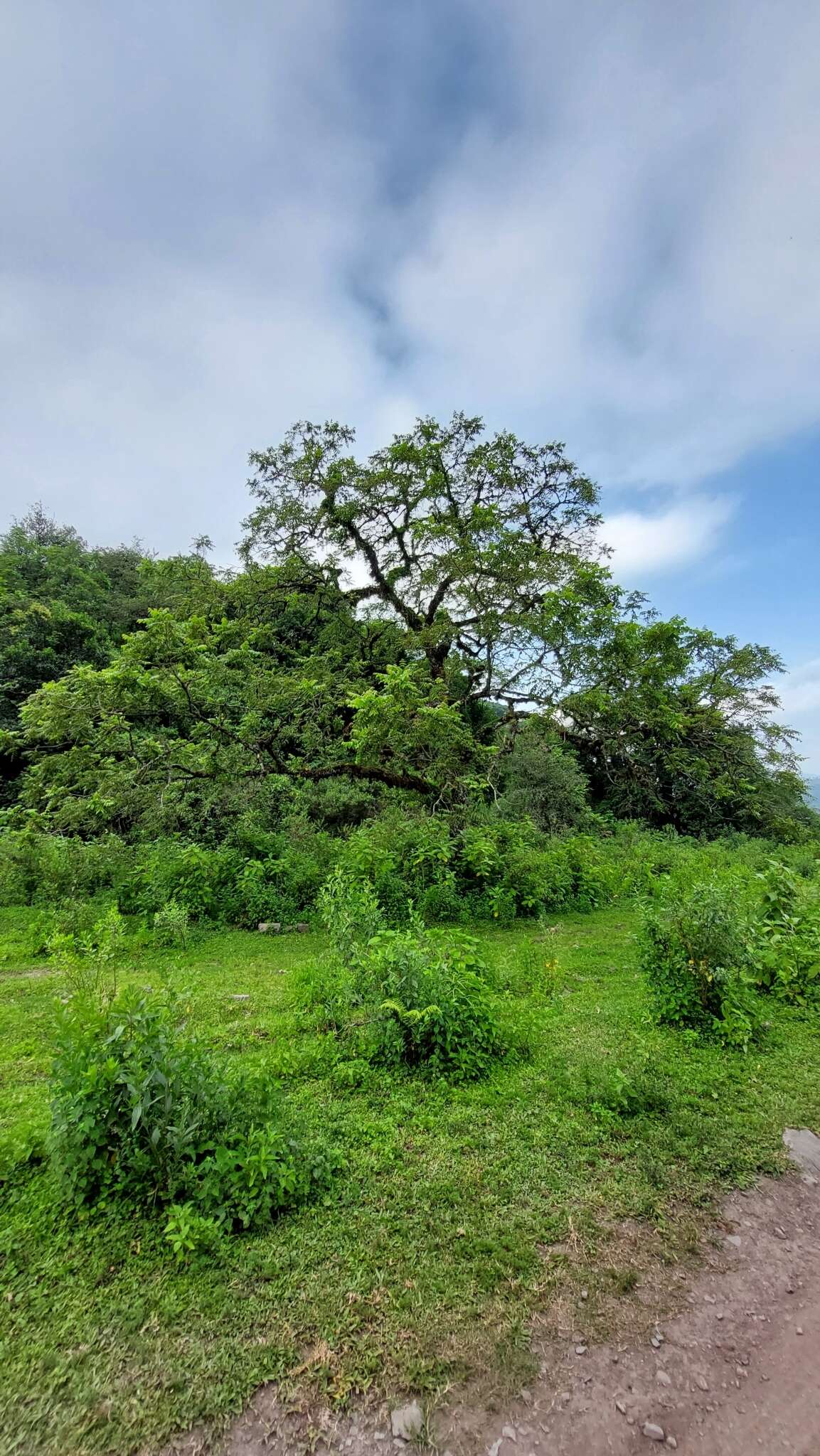 Image of Juglans australis Griseb.