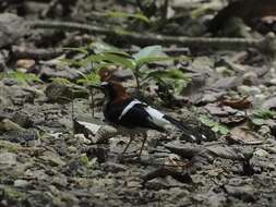 Image of Chestnut-naped Forktail