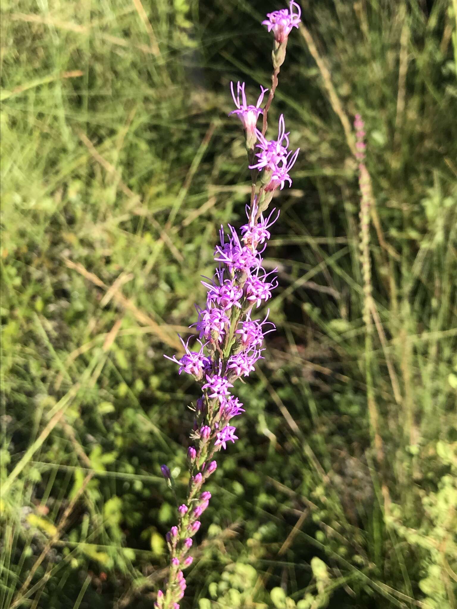 Image of Liatris quadriflora (Chapm.) E. L. Bridges & Orzell