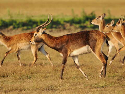 Image of Black Lechwe