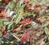 Imagem de Grevillea decora Domin