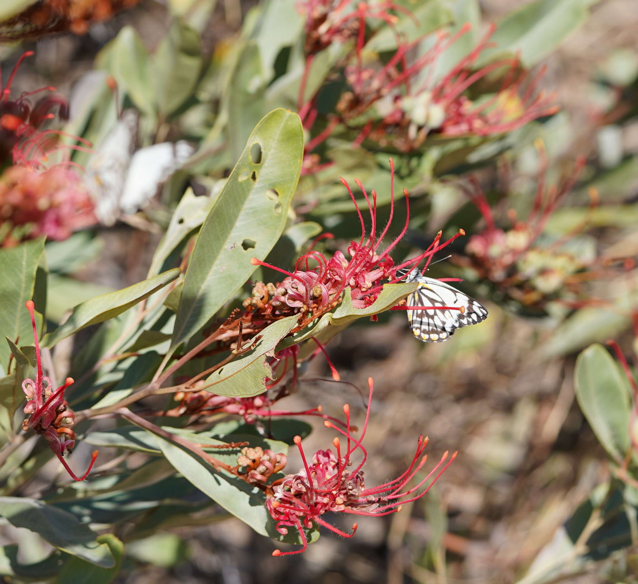 Imagem de Grevillea decora Domin