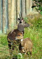 Image of Tragelaphus sylvaticus