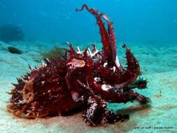 Image of Patchwork Cuttlefish