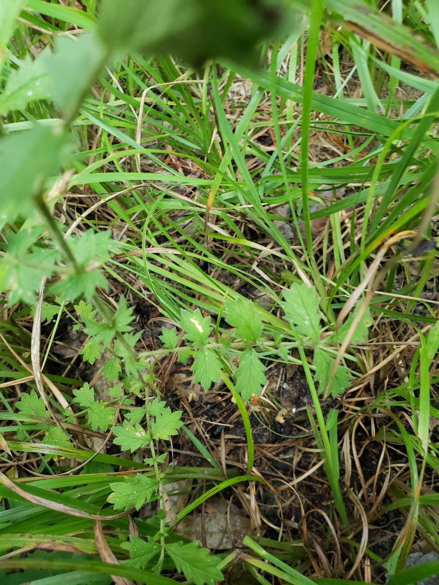 Image of incised agrimony