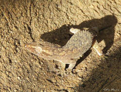 Image of Country Leaf-toed Gecko