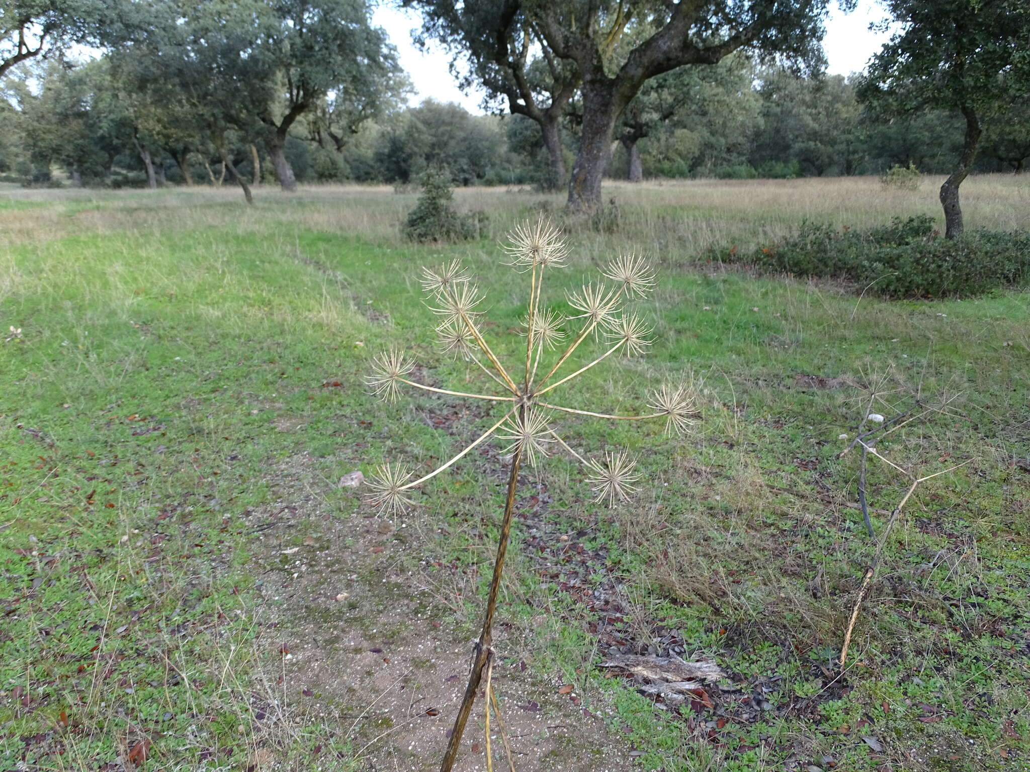 Sivun Thapsia villosa L. kuva