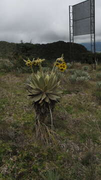 Image of Espeletia barclayana Cuatrec.