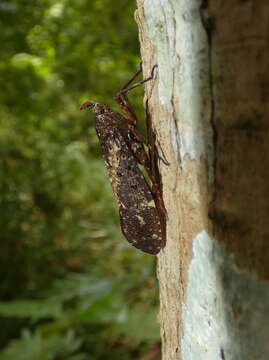 Image of Copidocephala viridiguttata Stål 1869