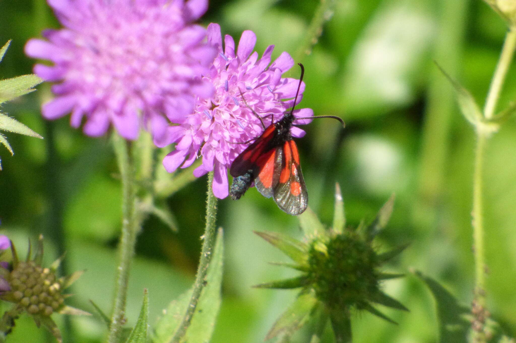 Image of <i>Zygaena romeo</i>