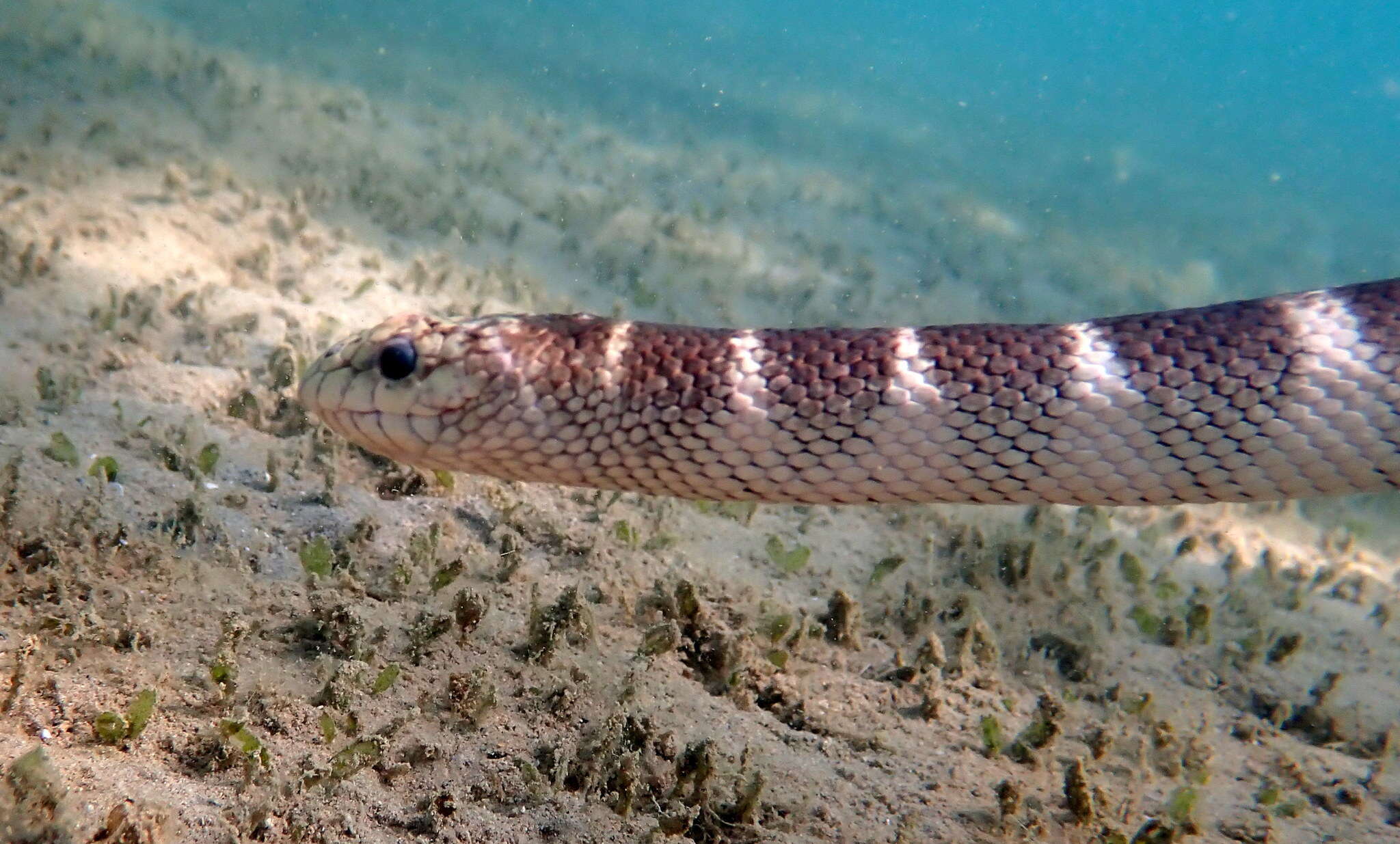 Image of Ornate Reef Sea Snake