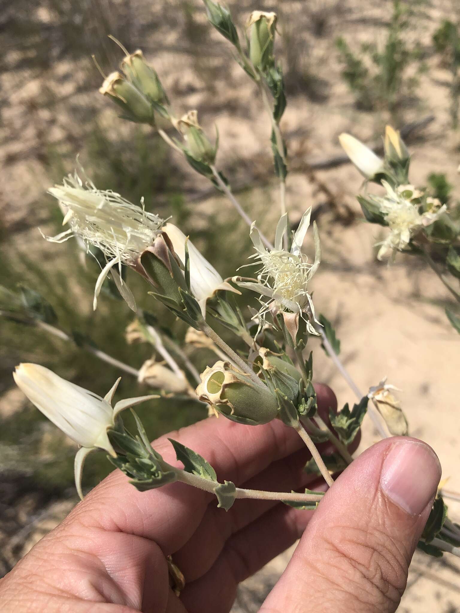 Sivun Mentzelia strictissima (Wooton & Standl.) J. Darlington kuva