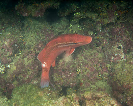 Image of Whitesaddle goatfish