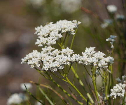 Image of Conospermum mitchellii Meissn.