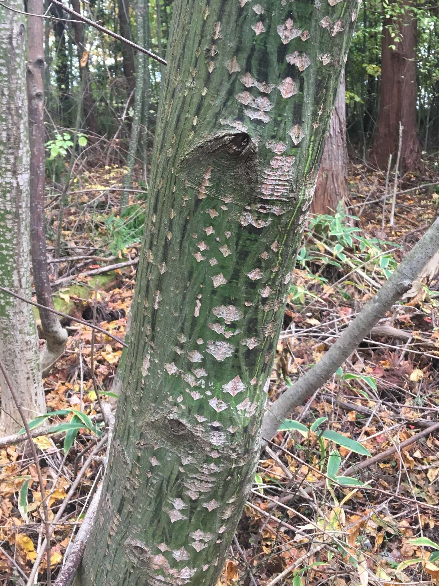 Image of Grey-budded snake-bark-maple