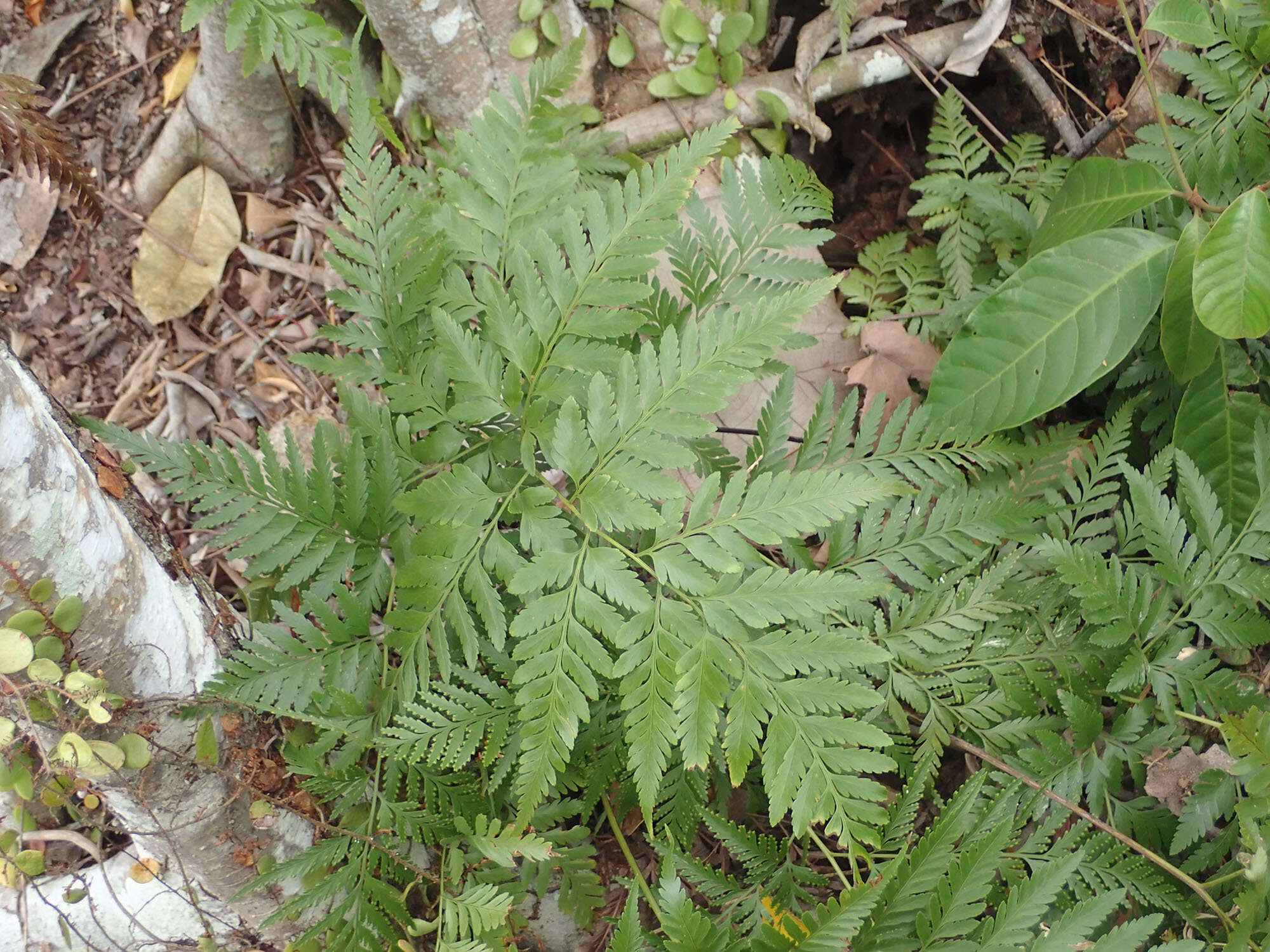 Image de Davallia denticulata (Burm. fil.) Mett. ex Kuhn