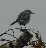 Motacilla alba dukhunensis resmi