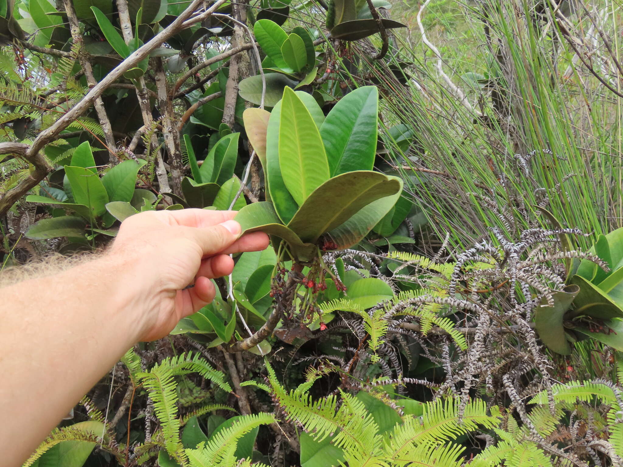 Image of Garcinia amplexicaulis Vieill. ex Pierre