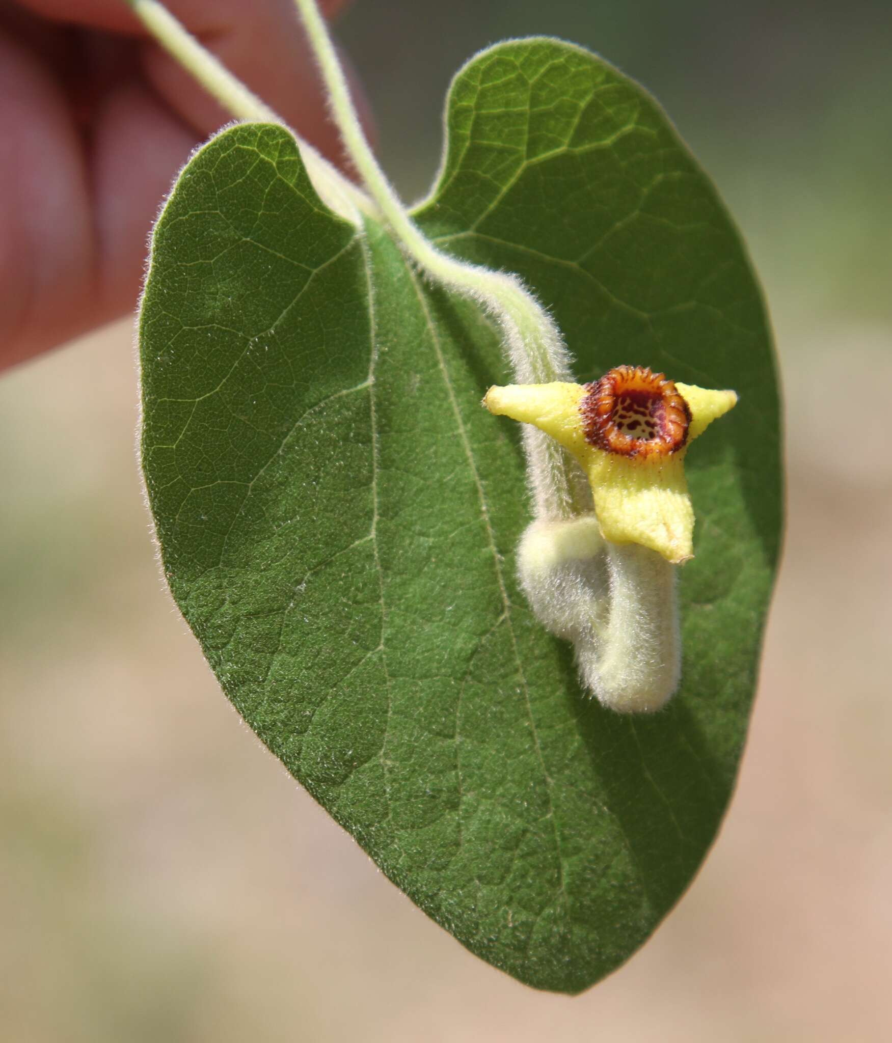 Image of woolly dutchman's pipe