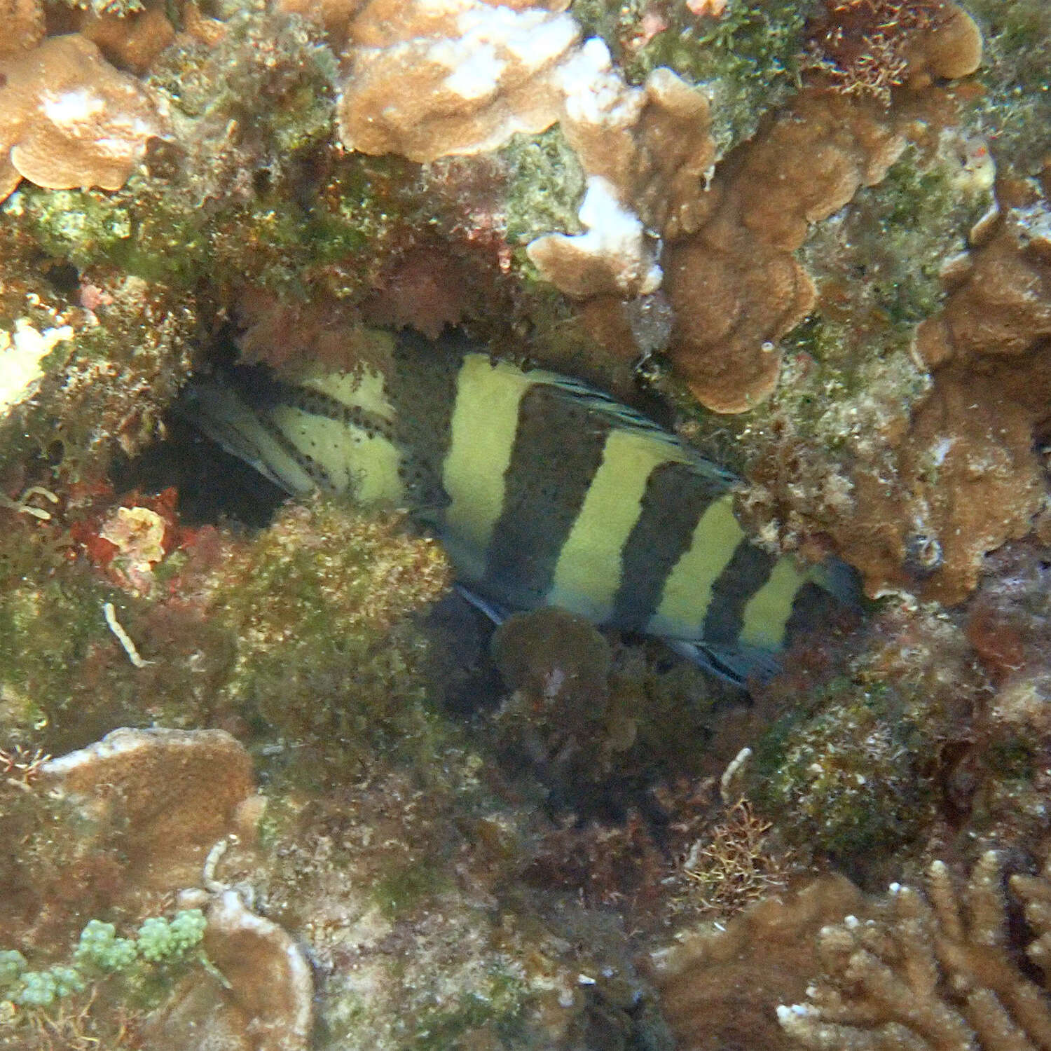 Image of Yellowbanded perch