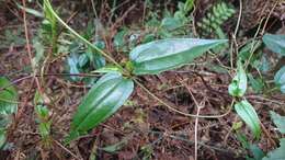 Image of Tripterospermum alutaceifolium (T. S. Liu & C. C. Kuo) J. Murata