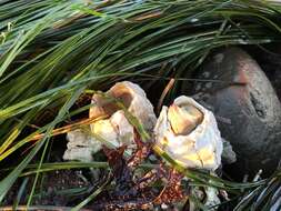 Image of Giant Acorn Barnacle