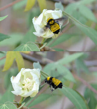 Слика од Bombus sonorus Say 1837