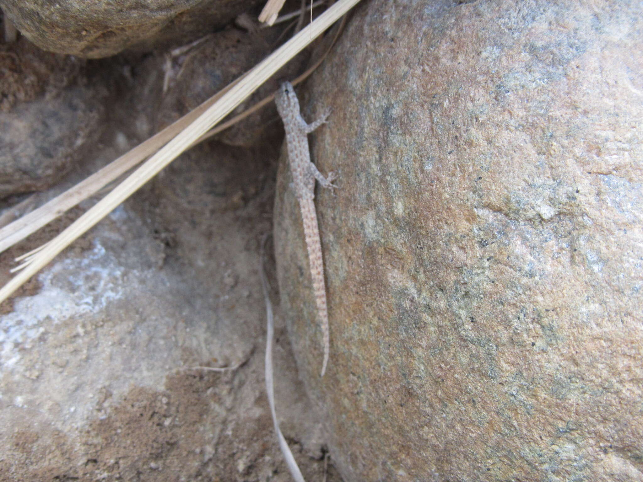 Image of Blandford's Semaphore Gecko