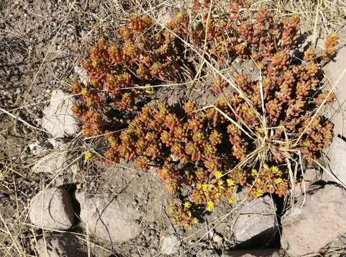 Sedum rubrotinctum R. T. Clausen resmi