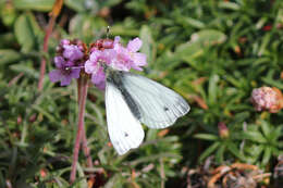 Image of Pieris napi britannica