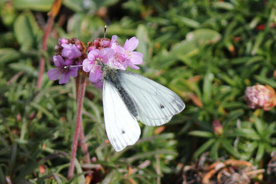 Plancia ëd Pieris napi britannica