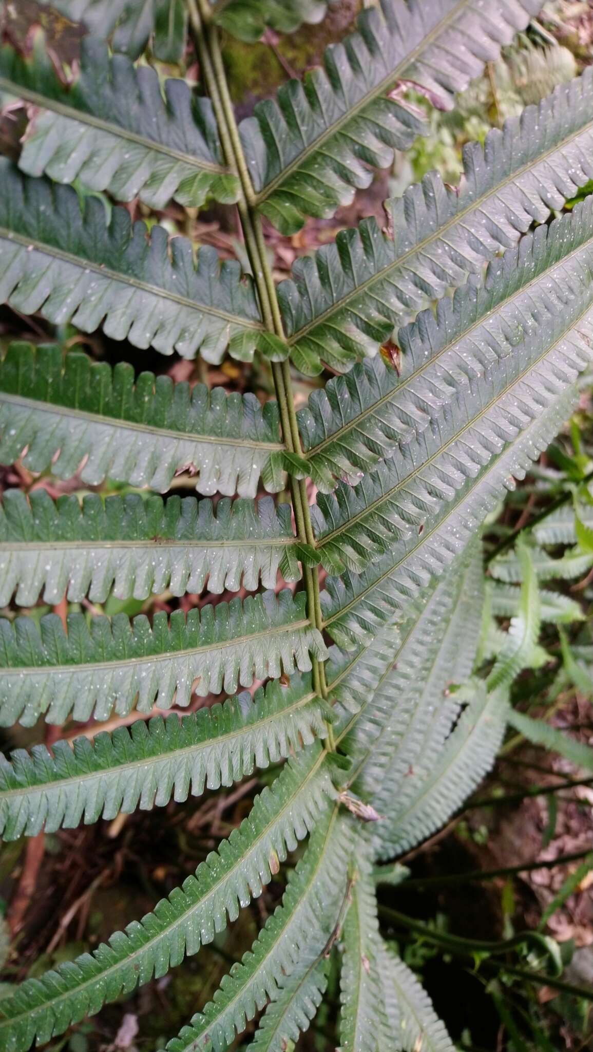 Image of Reholttumia truncata (Poir.) S. E. Fawc. & A. R. Sm.