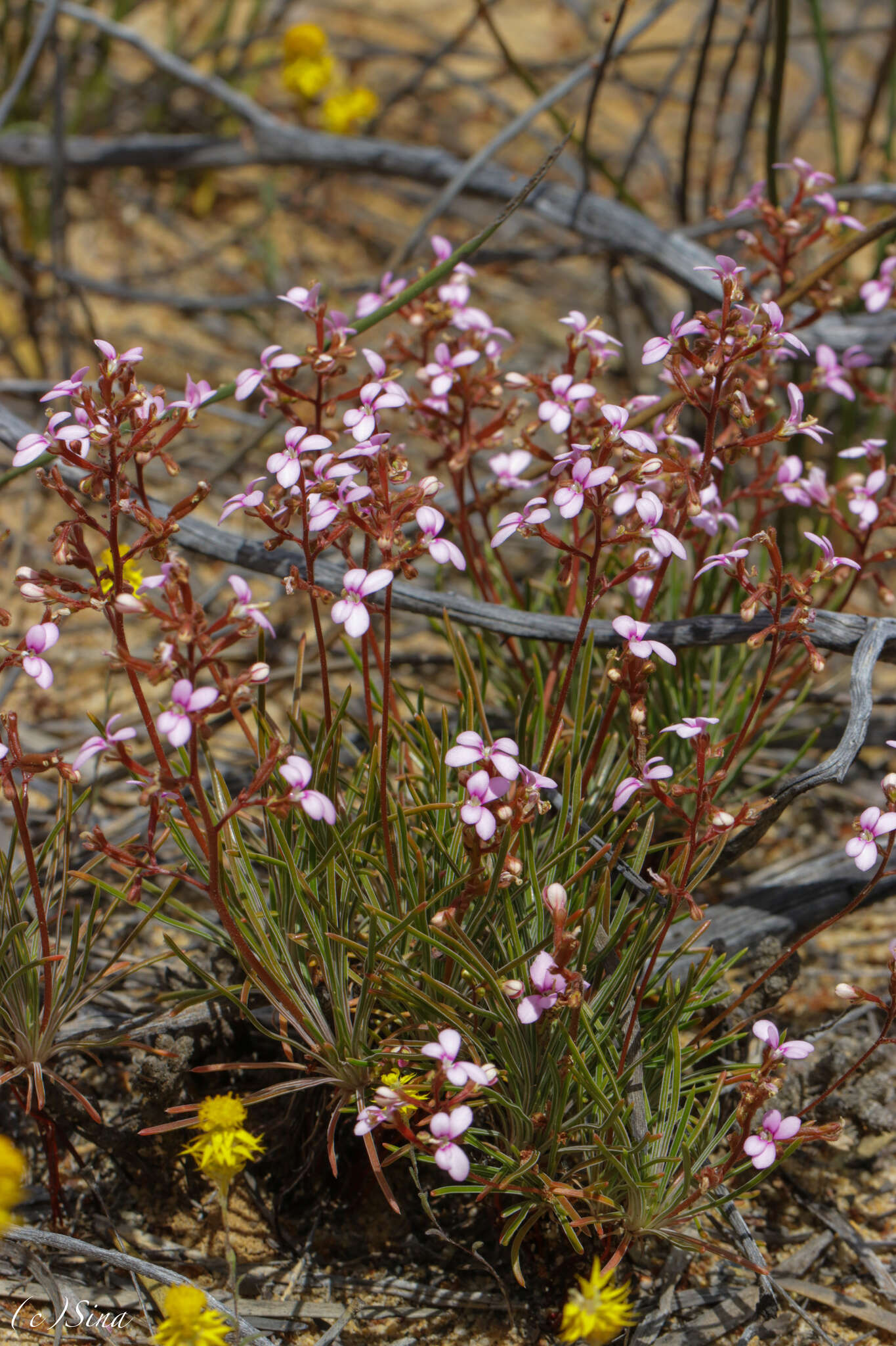 Plancia ëd Stylidium leptophyllum DC.