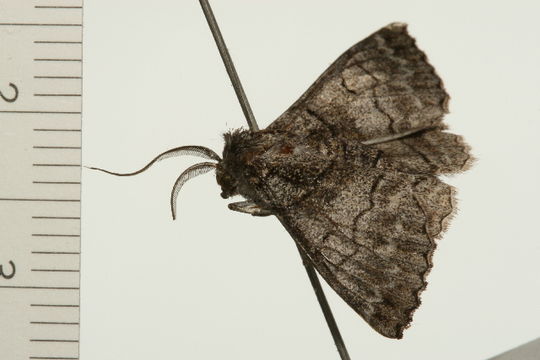 Image of <i>Hypobapta barnardi</i> Goldfinch 1929