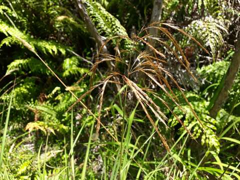 Imagem de Miscanthus nepalensis (Trin.) Hack.