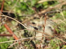 Image of Erythrodiplax melanorubra Borror 1942