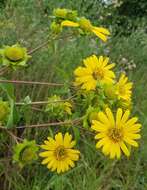 Silphium integrifolium var. laeve Torr. & A. Gray resmi