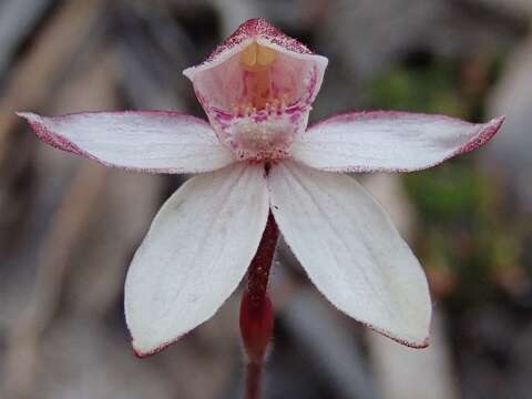 Image of Elegant Caladenia