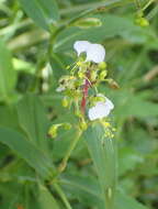 Image of Aneilema dregeanum Kunth