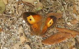 Image of Orange Bush-brown