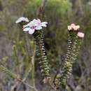 Sivun Adenandra rotundifolia Eckl. & Zeyh. kuva