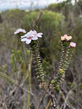 Image of Adenandra rotundifolia Eckl. & Zeyh.