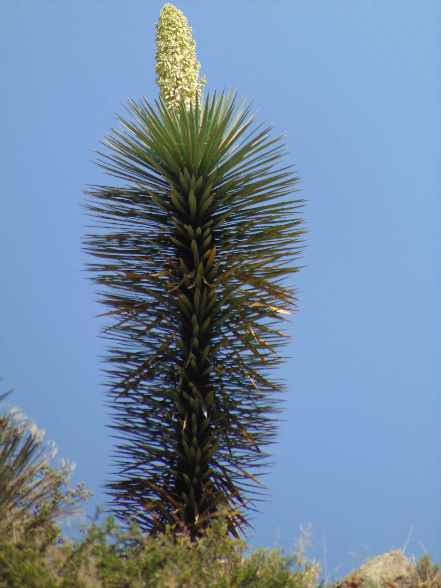 Image of Yucca decipiens Trel.