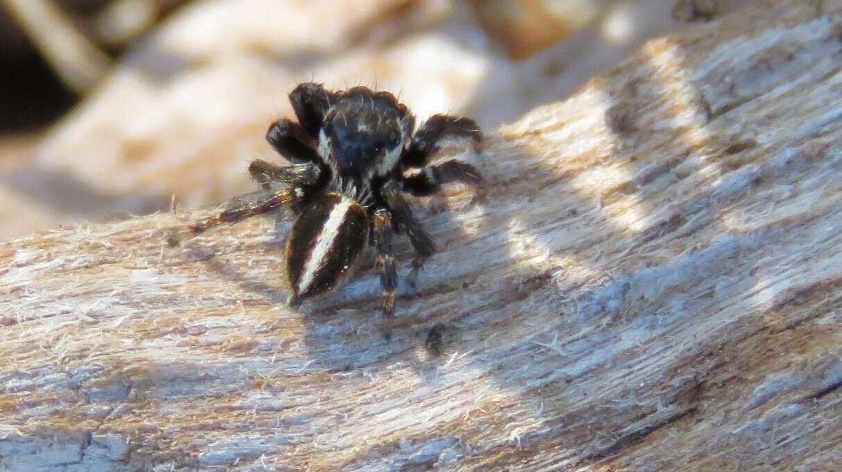 Image of Evarcha denticulata Wesolowska & Haddad 2013