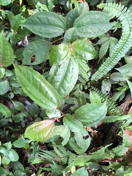 Image of Pilea somae Hayata